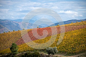 Colorful autumn landscape of oldest wine region in world Douro valley in Portugal, different varietes of grape vines growing on