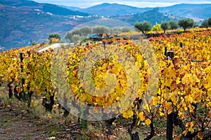 Colorful autumn landscape of oldest wine region in world Douro valley in Portugal, different varietes of grape vines growing on