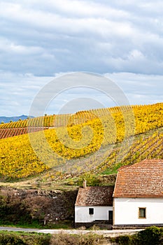 Colorful autumn landscape of oldest wine region in world Douro valley in Portugal, different varietes of grape vines growing on