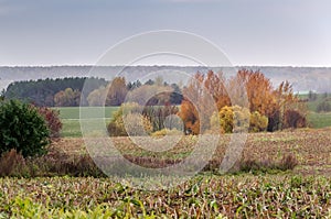 Colorful autumn landscape of rural fields, trees and sky in the daytime. Trees with red, yellow and green leaves.