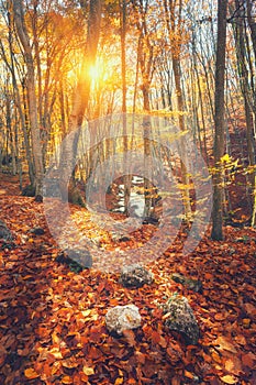 Colorful autumn landscape with trees and orange leaves. Mountain