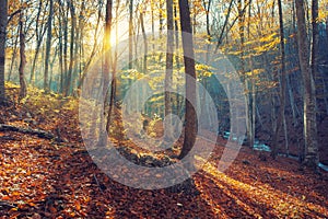 Colorful autumn landscape with trees and orange leaves. Mountain