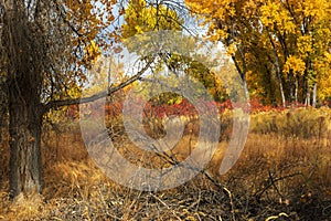 Colorful autumn landscape in western Coloado