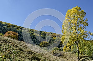Colorful autumn landscape of yellow antumnal tree close up, coniferous and deciduous forest with glade in the Vitosha mountain