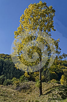 Colorful autumn landscape of yellow antumnal tree close up, coniferous and deciduous forest with glade in the Vitosha mountain