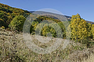 Colorful autumn landscape of yellow antumnal trees, coniferous and deciduous forest with glade in the Vitosha mountain