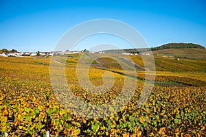 Colorful autumn landscape with yellow grand cru vineyards near Epernay, region Champagne, France. Cultivation of white chardonnay