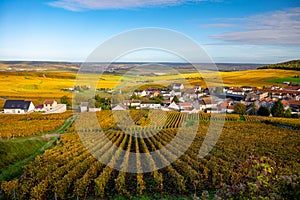 Colorful autumn landscape with yellow grand cru vineyards near Epernay, region Champagne, France. Cultivation of white chardonnay