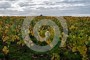 Colorful autumn landscape with yellow grand cru vineyards near Epernay, region Champagne, France. Cultivation of white chardonnay