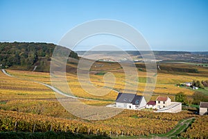 Colorful autumn landscape with yellow grand cru vineyards near Epernay, region Champagne, France. Cultivation of white chardonnay