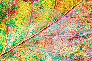Colorful autumn leaf