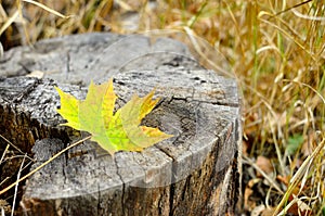 Colorful autumn leaf fell on a stump in the forest