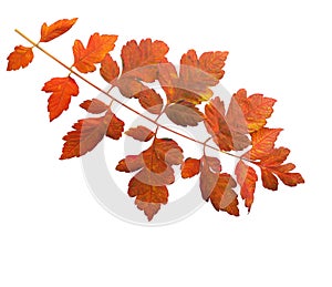 Colorful autumn leaf of Goldenrain Tree isolated on white background