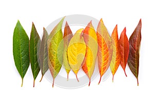Colorful autumn leaf gradient transition from green to yellow and red leaves, fall foliage isolated on white