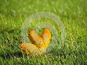 Colorful autumn leaf among green grass