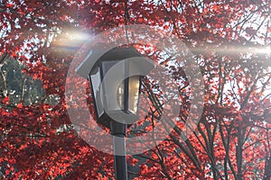 Colorful Autumn Leaf and lamp in Obara, Japan