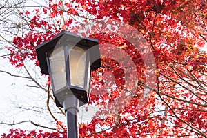 Colorful Autumn Leaf and lamp in Obara, Japan