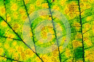 Colorful autumn leaf macro