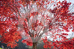 Colorful Autumn Leaf in Obara, Japan