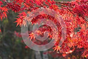 Colorful Autumn Leaf in Obara, Japan