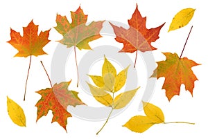 Colorful Autumn leaf set.
