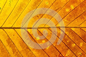 Colorful autumn leaf texture.