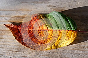 Colorful autumn leaf on wooden table. Autumn background. Colors of Fall