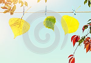 Colorful Autumn leafs hanging on rope attached with clothes peg against blue sky