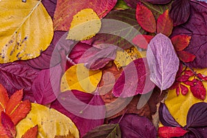 Colorful Autumn Leave Variety - October Colors