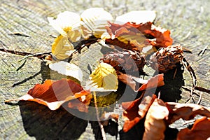 Colorful autumn leaves