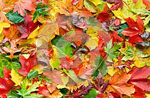 Colorful autumn leaves