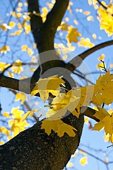 Farbistý jeseň listy 