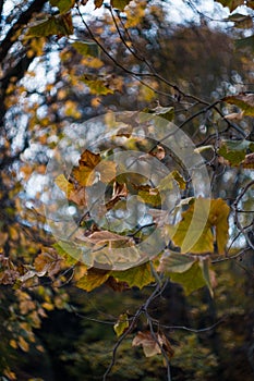 Colorful Autumn Leaves