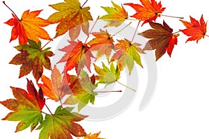 Colorful autumn leaves