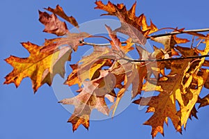 Colorful autumn leaves abd blue sky