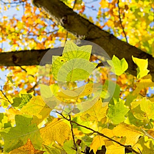 Colorful Autumn Leaves on American Tulip Poplar Tree Liriodendr