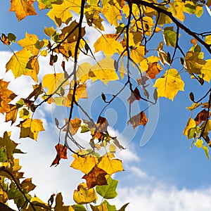 Colorful Autumn Leaves on American Tulip Poplar Tree Liriodendr