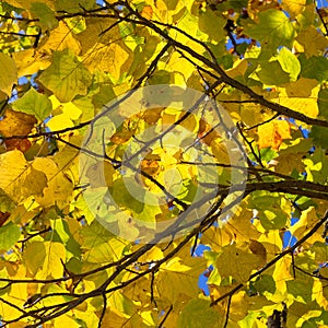 Colorful Autumn Leaves on American Tulip Poplar Tree Liriodendr