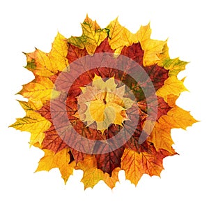 Colorful autumn leaves arranged in a flower shape