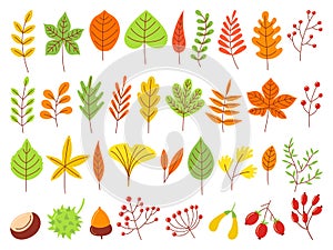 Colorful autumn leaves. Autumnal yellow leaf, forest nature orange leafage and september red leaves flat vector set