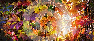 Colorful autumn leaves background. banner