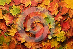 Colorful autumn leaves background with copy space. Cozy fall mood. Season and weather concept