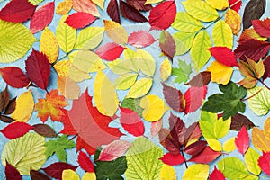 Colorful autumn leaves background top view. Bright fall patterns.