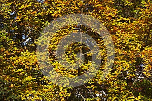 Colorful autumn leaves on a beech tree