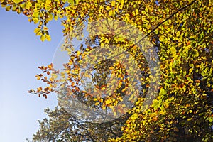 Colorful autumn leaves on a beech tree