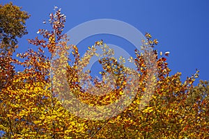 Colorful autumn leaves on a beech tree