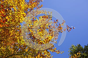 Colorful autumn leaves on a beech tree