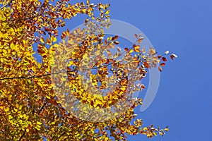 Colorful autumn leaves on a beech tree