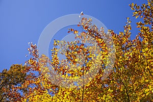 Colorful autumn leaves on a beech tree