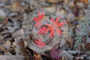 Colorful autumn leaves in the begining of October close up photo